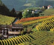 colline-nebbiolo