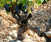 Rhne_Valleyhp-_Chteauneuf-du-Pape_galet_stones