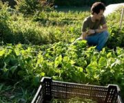 agricolturaconsulenzahp