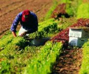 agricolturascenarihp