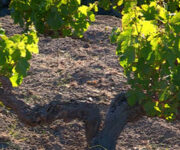 alberello-pantelleria