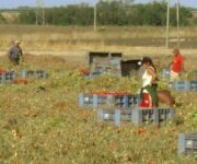 immigrati_agricoltura