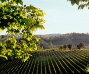 Valdobbiadene_Prosecco_Superiore