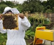apicoltore