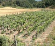 vitigno_spumante_dei_nebrodi