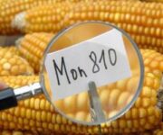 mais_ogm_810