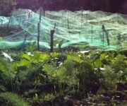 orto_clara_una_parte_dellorto