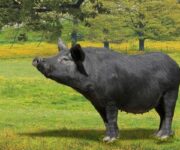 suino_nero_dei_nebrodi