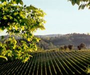 Conegliano_Valdobbiadene_Prosecco_Superiore_vigneti