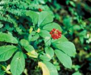 ginseng