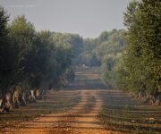 ulivi_salento