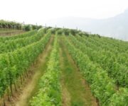 vigne_del_Trentino