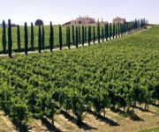 vigneti_montefalco_sagrantino