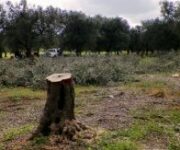 ulivi_abbattuti