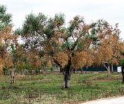 Ulivi colpiti da Xylella