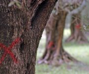 ulivi_malati_xylella