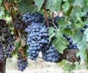 uva_brunello_di_montalcino