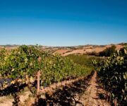 vigne_di_Ripatransone