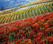 vigneti_barbera