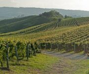 vigneti_barolo1