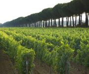 vigneti_bolgheri