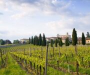 vigneto_lombardia