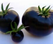 Pomodoro_nero
