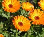 fiori_di_calendula