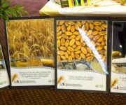 ipsia_giarre_grani_antichi