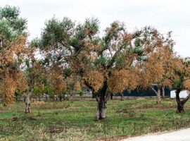 Un ulivo infestato da Xylella
