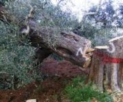 xilella_albero_abbattuto