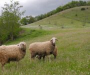 terre_di_urbino_casciotta