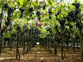 vigneti_biologici