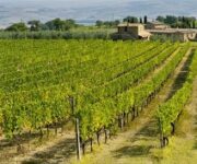 vigneti_brunello_di_montalcino