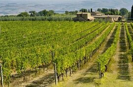 vigneti_brunello_di_montalcino