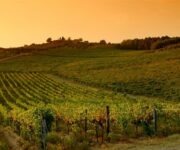 vigneti_chianti