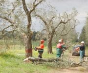 xylella_abbattimenti1