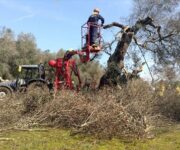 xylella_buone_pratiche