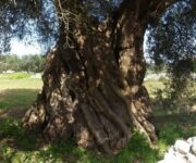 il_gigante_di_alliste