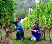 lavoratori_di_vigne_generica