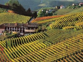 vigneti_langhe