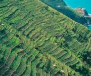 vigneti_terrazzati_generico