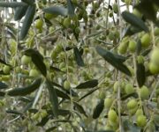 Olive_a_Dievole