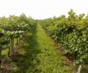 pinot_grigio