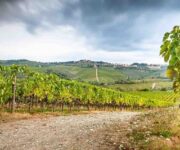 vigneti_consorzio_chianti_fiorentini