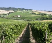 vigneti_fazi_battaglia