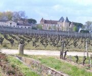 Vigneti_Sauternes_di_Bordeaux