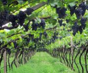 Vigneto_a_pergola_di_Schiava_Grossa