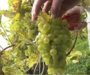 braccianti_agricoli_vigne