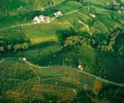 foto_Consorzio_Coneglia-Valdobbiadene